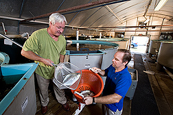 Fish nutritionist and technician harvest market-size Florida pompano from grow-out tanks at the Harbor Branch Oceanographic Institute (HBOI) to determine growth rates during feed nutrition studies: Click here for full photo caption.