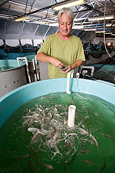 Fish nutritionist feeds juvenile Florida pompano during studies to determine appropriate feeds and feeding-management practices for profitable inland production of saltwater fish: Click here for photo caption.