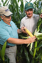 ARS soil scientist (left) and CSU Arkansas Valley Research Center manager examine corn in a high-nitrogen plot at the CSU Arkansas Valley Research Center, Rocky Ford, Colorado.