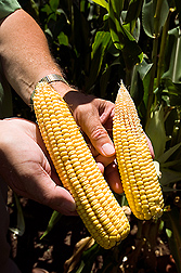 Various crop rotations and irrigation systems result in high residual soil nitrogen levels that can provide good corn yields with lower or no annual nitrogen applications: Click here for full photo caption.