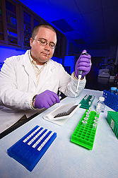 Physiologist prepares samples for real-time PCR analysis: Click here for full photo caption.