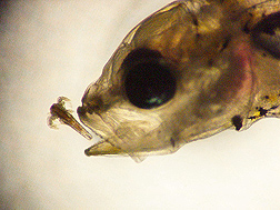 Fishery biologist uses image analysis to determine optimal sizes of live prey, such as this brine shrimp (left), for fish larvae to consume: Click here for full photo caption.