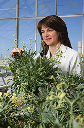 Chemist inspects 1-year-old greenhouse-grown guayule plants at ARS’s Western Regional Research Center, Albany, California: Click here for full photo caption.