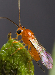 The parasitoid Psyttalia cf. concolor: Click here for full photo caption.
