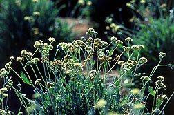 Guayule: Click here for photo caption.