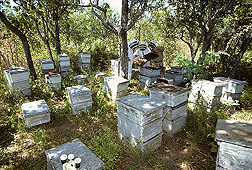 Honey bee hives like these may one day be helped by ozone applications, which can degrade pesticide residues: Click here for photo caption.