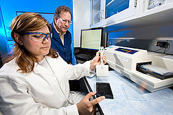 Chemist and biologist prepare a 96-well microplate for use in high-throughput assays of barleys being evaluated for their malting potential: Click here for full photo caption.