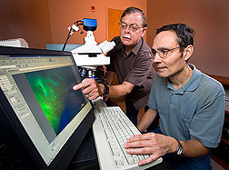 Molecular biologist (left) and technician use a fluorescence microscope to view a thin cross-section of a barley seed: Click here for full photo caption.