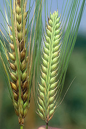 Healthy resistant barley (right) and susceptible barley showing symptoms of Fusarium head blight (left): Click here for photo caption.