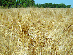 Hulled winter barley ready for harvest: Click here for photo caption.