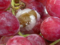 Gray mold, Botrytis cinerea, on grapes: Click here for photo caption.