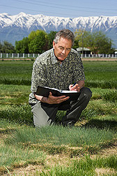 In drought-tolerance test plots in Logan, Utah, research leader notes the color, vigor, and persistence of exotic fine-leafed fescue plants collected from Kyrgyzstan: Click here for full photo caption.