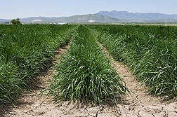 Scientists at the Forage and Range Research Laboratory in Logan, Utah, have developed Hycrest II crested wheatgrass: Click here for full photo caption.