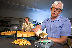 Plant pathologist (left) and agronomist prepare seed samples from the National Small Grains Collection to be sent to east Africa for testing against new races of the stem rust pathogen: Click here for full photo caption.
