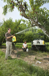 Entomologist (left) sprays a gel formulation onto a peach tree limb while technician prepares the nematode application: Click here for full photo caption.
