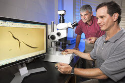 Entomologists observe beneficial nematodes (Steinernema carpocapsae) that are used to control the lesser peachtree borer: Click here for full photo caption.