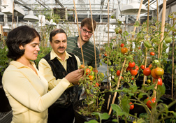 In a Beltsville, Maryland, greenhouse, plant physiologist (center) points out features of a genetically improved tomato line to postdoctoral fellow (left) and biological technician: Click here for full photo caption.