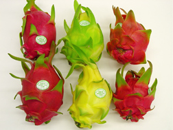 Whole dragon fruit, Hylocereus sp., a delicious tropical fruit gaining popularity in the continental United States: Click here for photo caption.