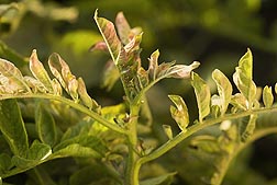 A potato plant showing typical zebra chip symptoms, including rolling up and stunting of the top leaves and purple discoloration: Click here for photo caption.