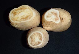 Tubers infected with zebra chip disease show dark, stripelike symptoms in the tissue: Click here for full photo caption.