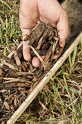 Sample of wood chips taken from the bioreactor from beneath a soybean field: Click here for photo caption.