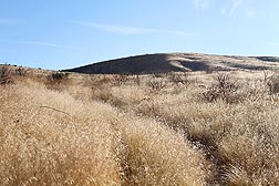 Characteristic sagebrush steppe rangeland where cheatgrass has invaded and choked out most of the desirable grasses and forbs and caused a fire hazard: Click here for photo caption.