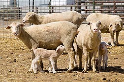 In western areas where some rangeland vegetation doesn't contain enough selenium for grazing animals, ewes that consume a natural high-selenium supplement in their food can pass the needed selenium to nursing offspring in their milk: Click here for photo caption.