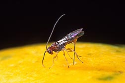 The parasitic wasp Fopius arisanus is an effective predator of the Oriental fruit fly: Click here for photo caption.
