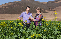 ARS Plant pathologist Carolee Bull and University of California Cooperative Extension farm advisor Steve Koike scout for bacterial blight in a field of broccoli raab: Click here for photo caption.