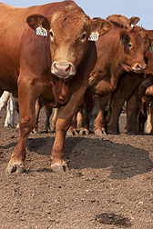 Beef cattle in a feedlot at Clay Center, Nebraska: Click here for photo caption.