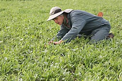 In a field planted with a cover crop mixture, horticulturalist Eric Brennan counts the number of plants of each species in the mixture to determine plant density: Click here for full photo caption.