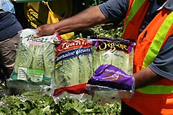 Meeting all USDA organic certification standards, lettuce harvested from the Salinas test site is packaged in the field and delivered table ready to the store: Click here for photo caption.