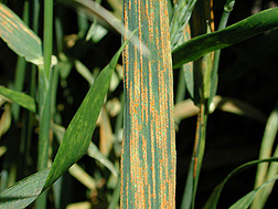 Stripe rust can cause significant yield losses to wheat growers: Click here for photo caption.