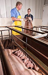 At Clay Center, Nebraska, physiologists Jeff Vallet and Lea Rempel examine a piglet: Click here for full photo caption.