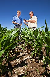 Soil scientists Brian Wienhold (left) and Gary Varvel compare corncob residue in various stages of decomposition in a no-till field in Lincoln, Nebraska: Click here for full photo caption.