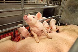 Creatine plays a significant role in energy metabolism that has been shown to have an effect on the survival of newborn piglets until theyâ€™re weaned: Click here for photo caption.