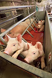 Piglets need to be able to move quickly to avoid dangerous situations in their environment: Click here for full photo caption.