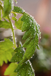 Close-up of tomato leaves sprayed with the salicylic acid pretreatment: Click here for photo caption.