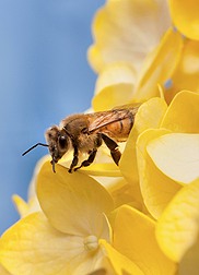 ARS  scientists in Beltsville and their colleagues at the Brazilian Honey Bee  Laboratory in São Paulo analyzed the DNA of bees they collected in Beltsville  and Brazil at different times of the year to see when two bacteria from the  genus Spiroplasma were present in honey bee colonies: Click here for photo caption.