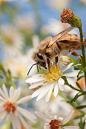 ARS scientists in Beltsville and their colleagues in Brazil screened honey bee colonies for two species of bacteria in the genus Spiroplasma and found high infection rates in both locations: Click here for photo caption.