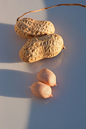 Photo: OLe', a new Spanish peanut variety, raw and in the shell. Link to photo information