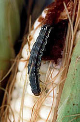 Corn earworm. Click here for full photo caption.