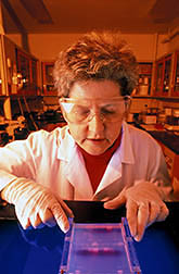 Immunogeneticist Joan Lunney analyzes results of polymerase chain reaction assays on DNA from pigs. Click here for full photo caption.