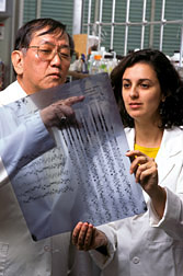 A DNA sequencing gel being read by microbiologist Shimanuki and geneticist Arias. Click here for full photo caption.