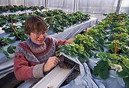 Greenhouse manager Martha Edens examines the root system of a strawberry plant. Click here for full photo caption.