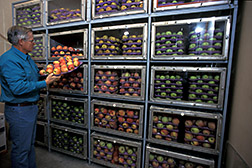 Horticulturist Stephen Drake checks conditions of apples in controlled atmosphere storage. Click here for full photo caption.