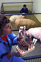 Biological lab technician and microbiologist collect blood samples from pigs.