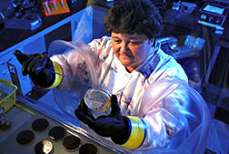 Laboratory technician isolates E. coli bacteria from the stomach contents of cattle.