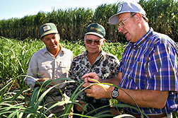Benjamin Legendre (right) and farmers examine the regrowth from cane used for seed.