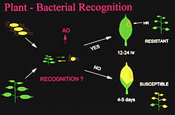 Graphic: Plant-bacterial recognition.